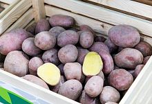 Картофель Василек Супер-суперэлита 5кг/25
