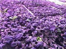 Базилик фиолетовый Арарат для проращивания 50г (фас) Ильинские Проростки