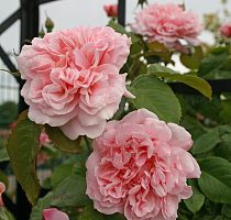Роза Rose de Tolbiac (Роз де Толбиак) KORDES Германия